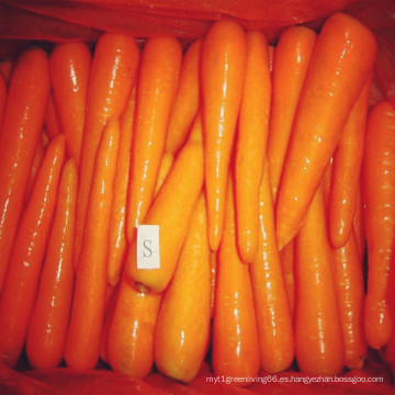 Zanahoria china de S / M que suministra de Shandong Zhifeng Foodstuffs